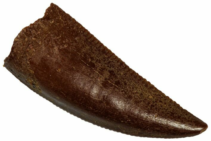 Serrated Raptor Premaxillary Tooth - Real Dinosaur Tooth #296189